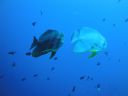 DSC00242.JPG