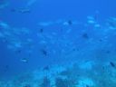 DSC00244.JPG