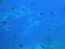 DSC00245.JPG
