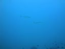 DSC00250.JPG