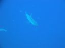 DSC00259.JPG