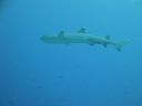 DSC00319.JPG