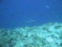DSC00331.JPG