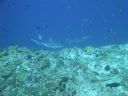 DSC00333.JPG