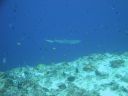 DSC00334.JPG