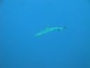 DSC00337.JPG