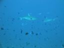 DSC00340.JPG