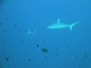 DSC00342.JPG