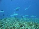 DSC00385.JPG