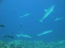 DSC00386.JPG