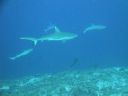 DSC00388.JPG