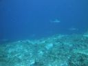 DSC00393.JPG