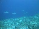 DSC00397.JPG