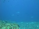 DSC00411.JPG