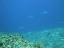 DSC00412.JPG