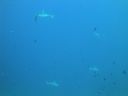 DSC00415.JPG
