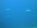 DSC00418.JPG