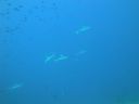 DSC00420.JPG