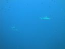 DSC00421.JPG