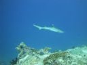 DSC00466.JPG