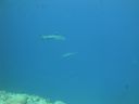 DSC00472.JPG
