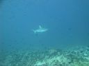 DSC00486.JPG