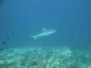 DSC00490.JPG