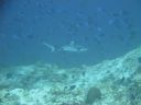 DSC00499.JPG