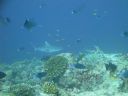 DSC00502.JPG