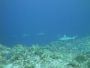 DSC00513.JPG