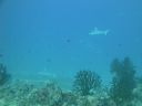 DSC00532.JPG