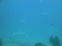 DSC00536.JPG