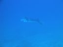 DSC00554.JPG