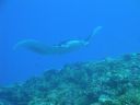 DSC00610.JPG
