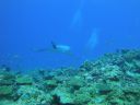 DSC00617.JPG