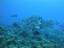 DSC00622.JPG
