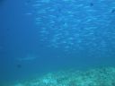 DSC00655.JPG