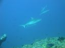 DSC00663.JPG