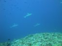 DSC00666.JPG