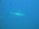 DSC00684.JPG