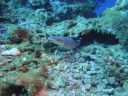 DSC00794.JPG
