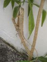 DSC00803.JPG