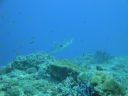 DSC00826.JPG