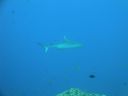 DSC00835.JPG