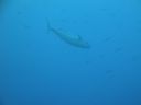 DSC00852.JPG