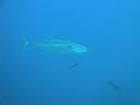 DSC00896.JPG