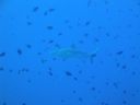 DSC00906.JPG