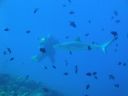 DSC00907.JPG