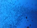 DSC00964.JPG