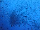 DSC00966.JPG